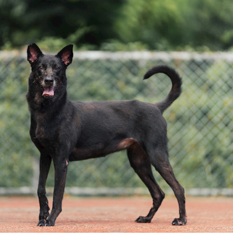 新北市板橋區公立動物之家,編號:168765, 混種犬          