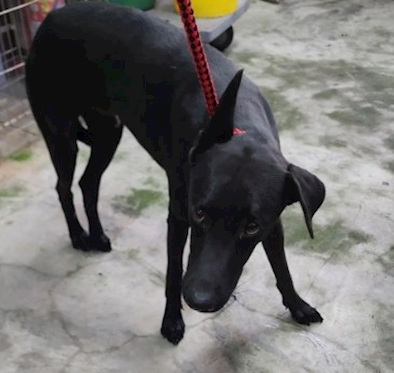 新北市五股區公立動物之家,編號:437630, 混種犬          