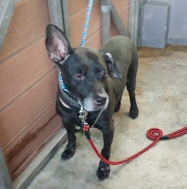 新北市五股區公立動物之家,編號:437631, 混種犬          