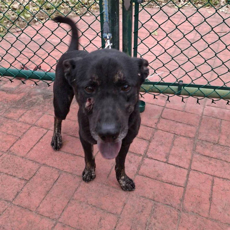 苗栗縣動物保護教育園區,編號:435500, 混種犬          