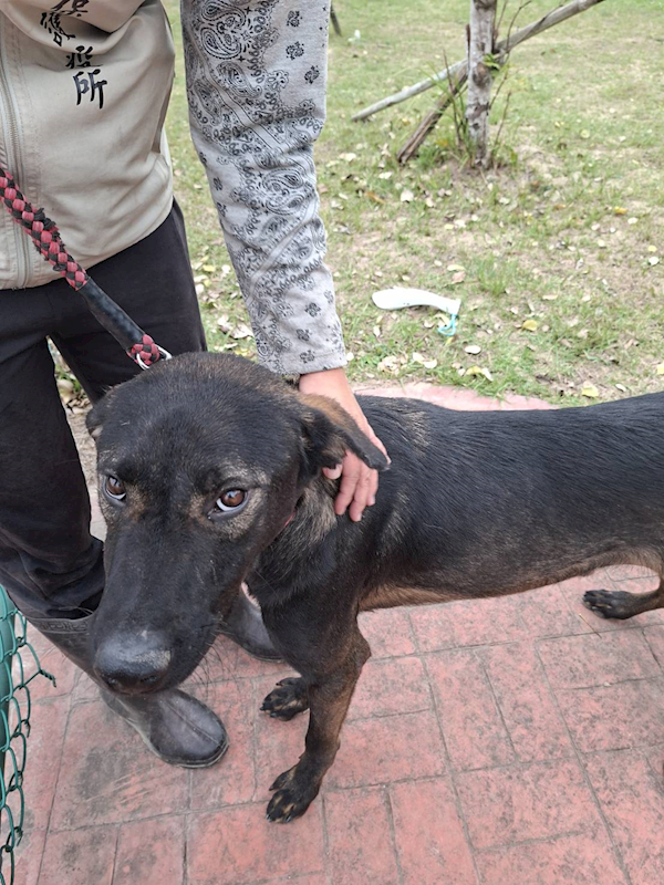 苗栗縣動物保護教育園區,編號:437667, 混種犬          