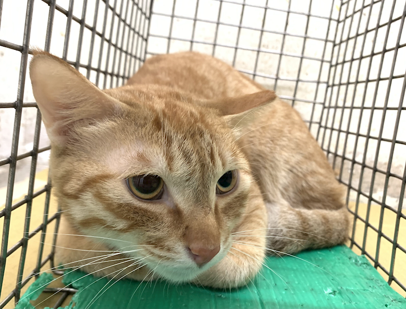 臺北市動物之家,編號:437654, 混種貓                 