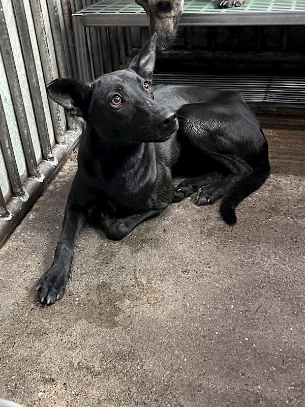 彰化縣流浪狗中途之家,編號:434889, 混種犬          