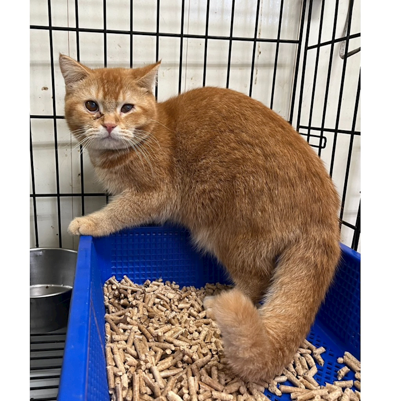 彰化縣流浪狗中途之家,編號:431907, 英國短毛貓               