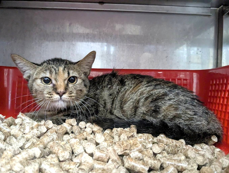 新竹縣動物保護教育園區,編號:437341, 混種貓                 