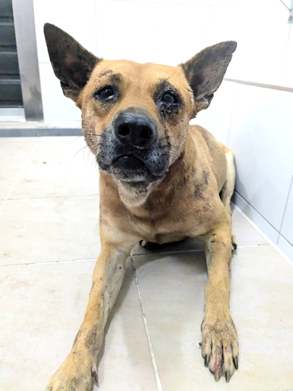 新竹縣動物保護教育園區,編號:436861, 混種犬          