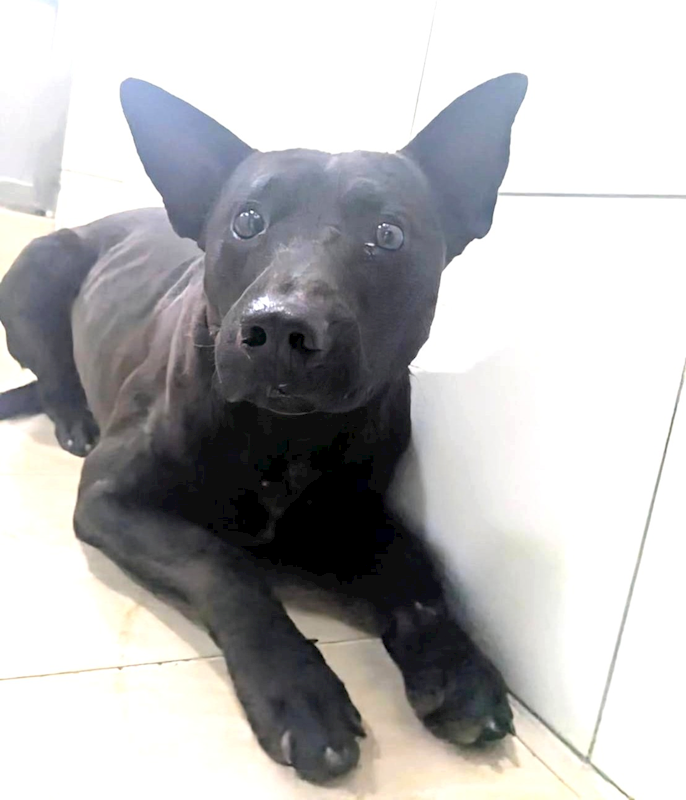 新竹縣動物保護教育園區,編號:436523, 混種犬          