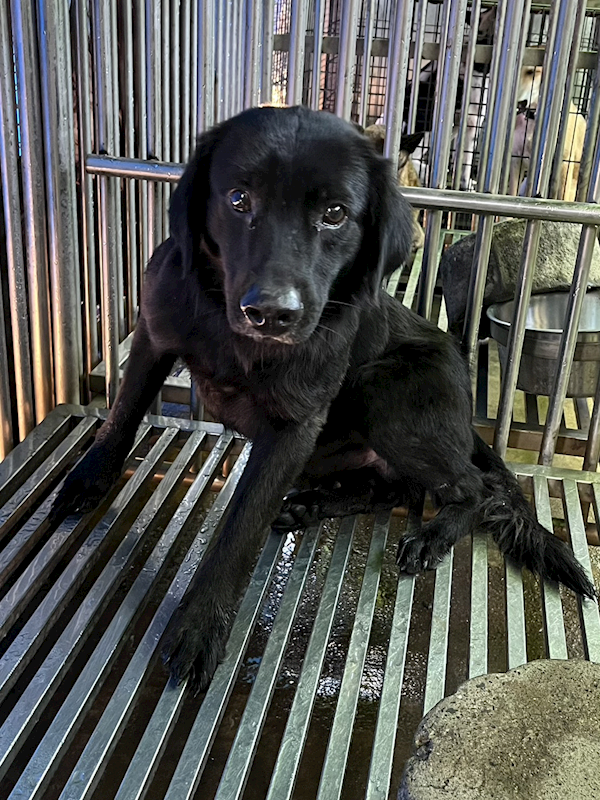 彰化縣流浪狗中途之家,編號:431565, 混種犬          