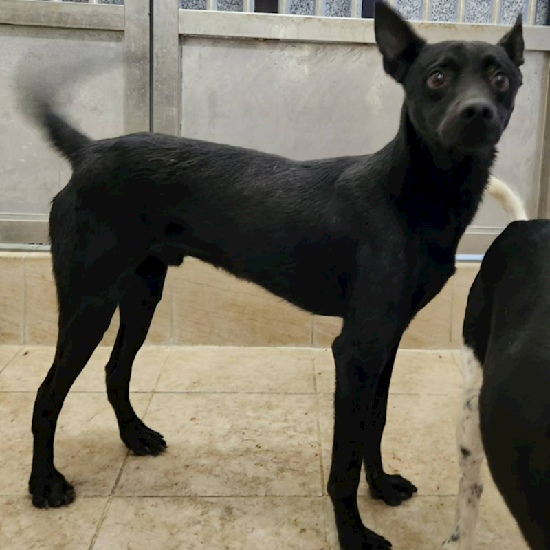 新竹縣動物保護教育園區,編號:207845, 混種犬          