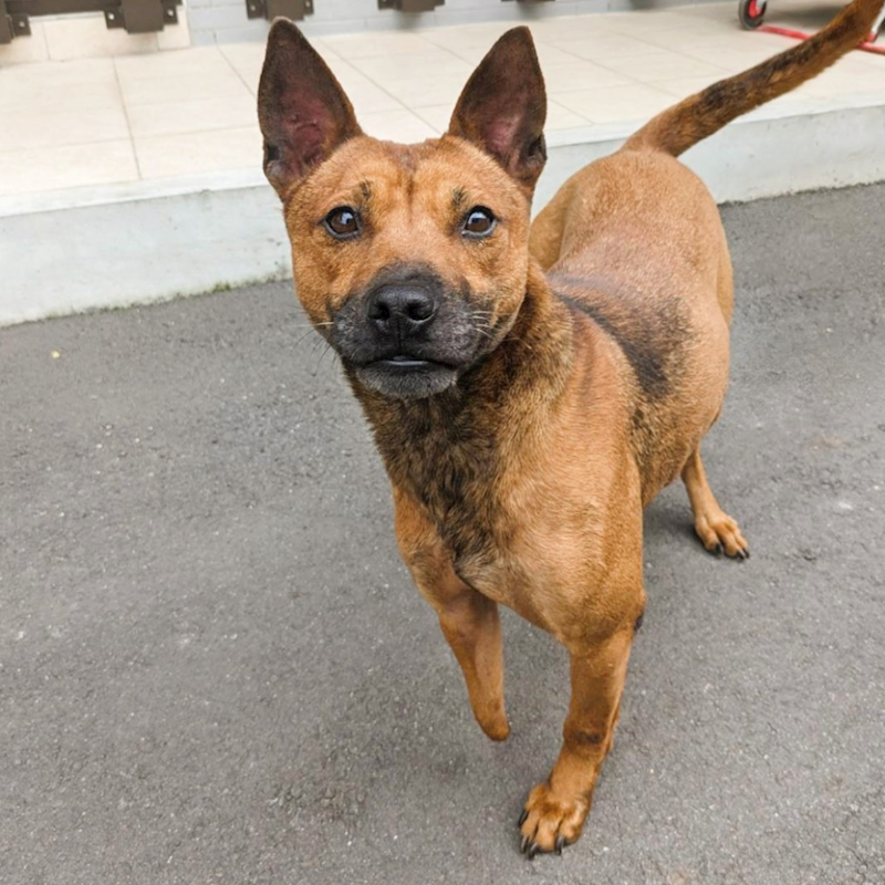 新竹縣動物保護教育園區,編號:373004, 混種犬          