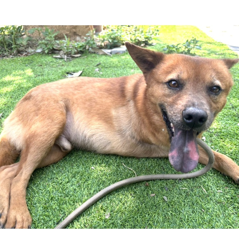 新竹縣動物保護教育園區,編號:394942, 混種犬          