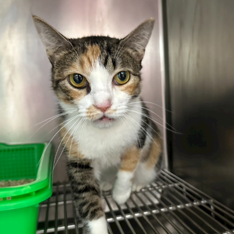 臺北市動物之家,編號:434433, 混種貓                 