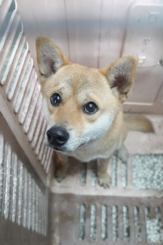 宜蘭縣流浪動物中途之家,編號:437618, 柴犬                  