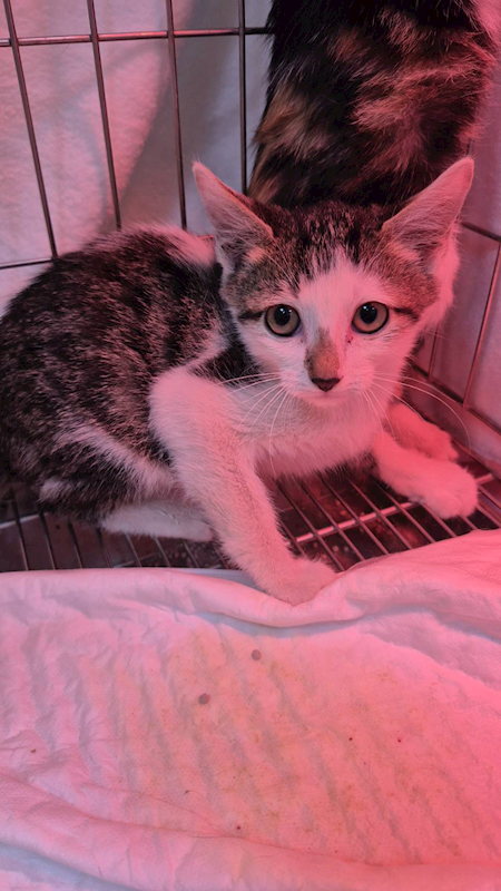 新北市八里區公立動物之家,編號:433348, 混種貓                 