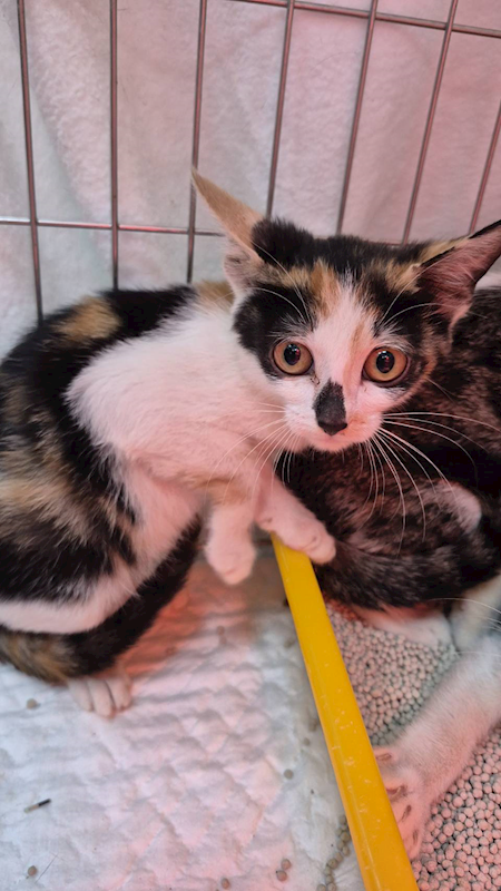 新北市八里區公立動物之家,編號:433347, 混種貓                 