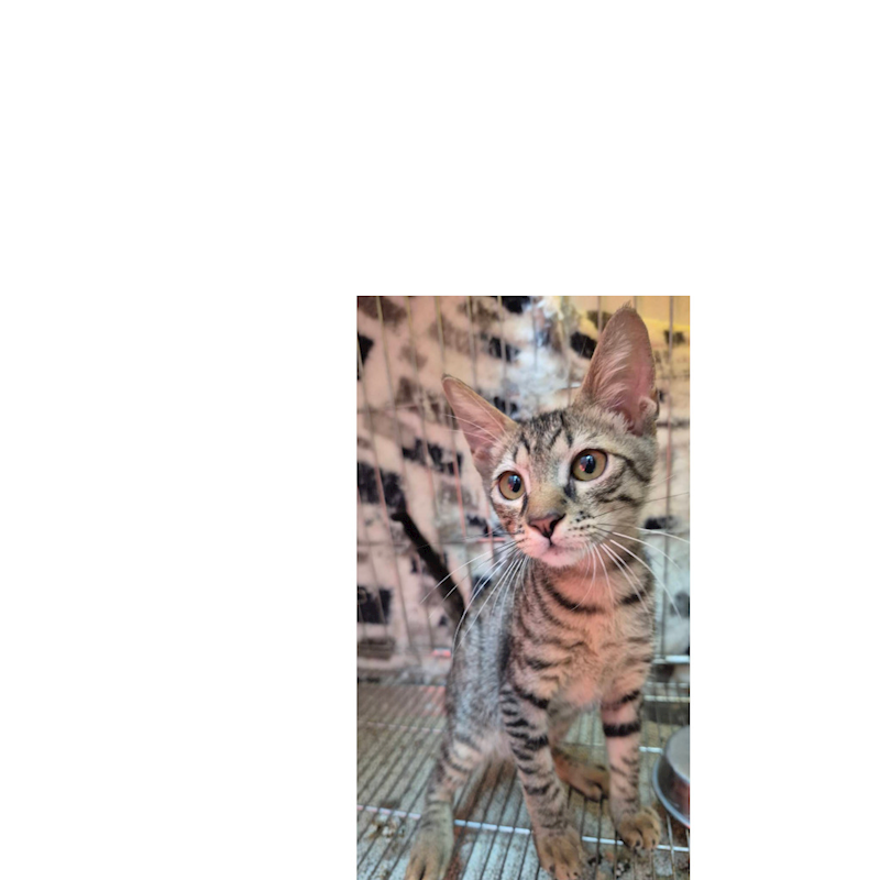 新北市八里區公立動物之家,編號:428934, 混種貓                 