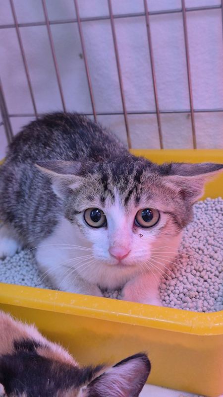 新北市八里區公立動物之家,編號:433350, 混種貓                 