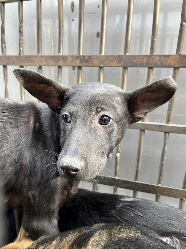 彰化縣流浪狗中途之家,編號:437767, 混種犬          