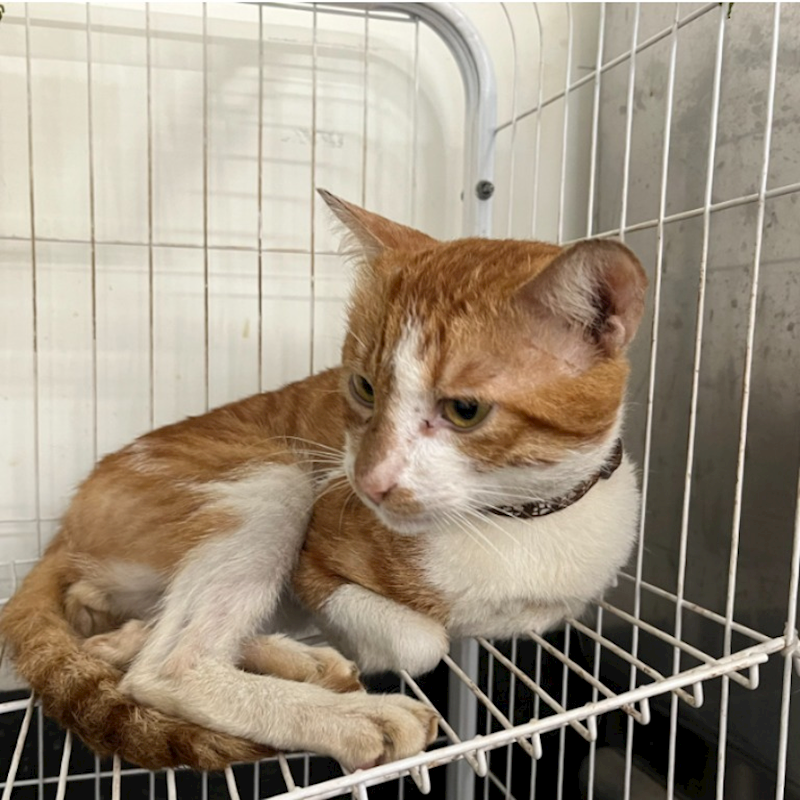 臺北市動物之家,編號:430415, 混種貓                 