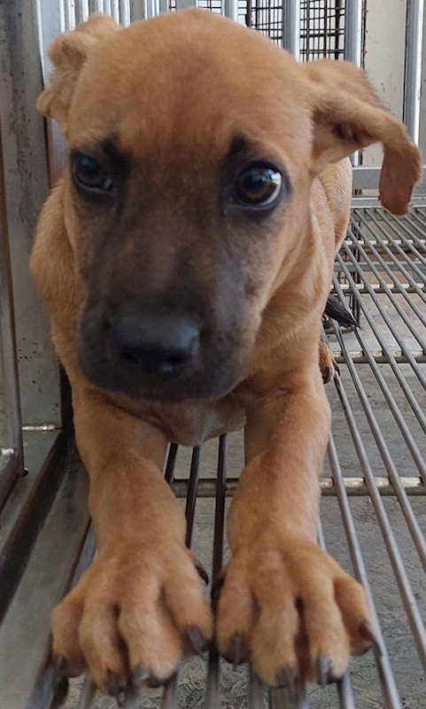 花蓮縣狗貓躍動園區,編號:418413, 混種犬          