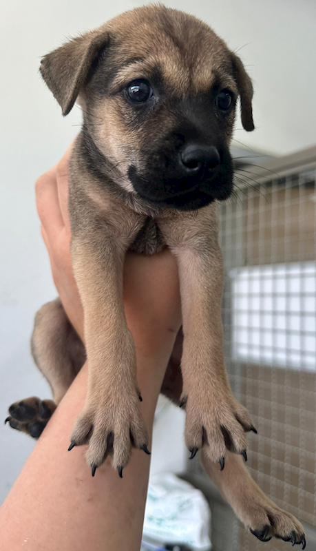 花蓮縣狗貓躍動園區,編號:415306, 混種犬          