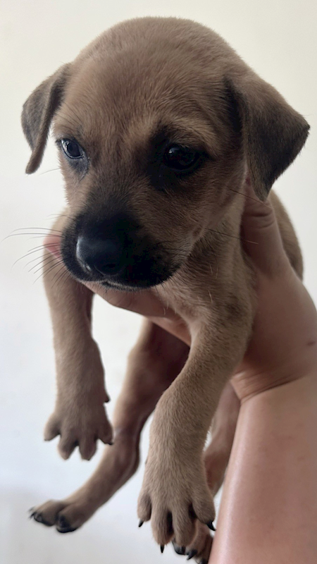 花蓮縣狗貓躍動園區,編號:415298, 混種犬          