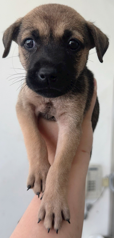 花蓮縣狗貓躍動園區,編號:415301, 混種犬          