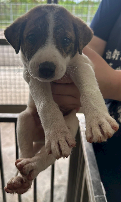 花蓮縣狗貓躍動園區,編號:410043, 混種犬          