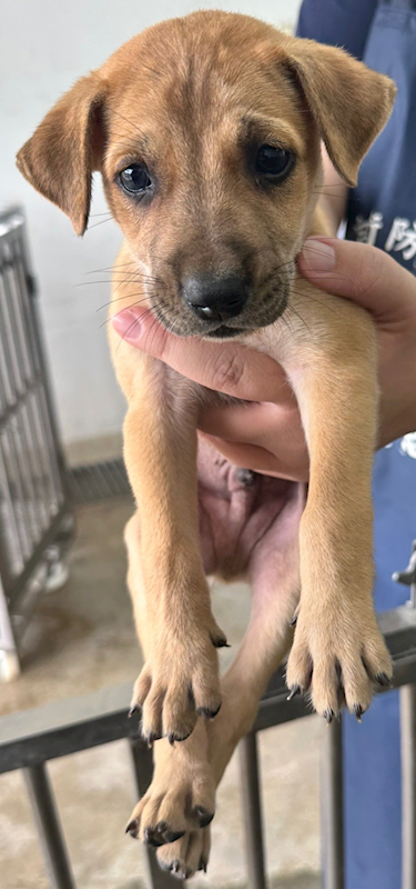 花蓮縣狗貓躍動園區,編號:410047, 混種犬          