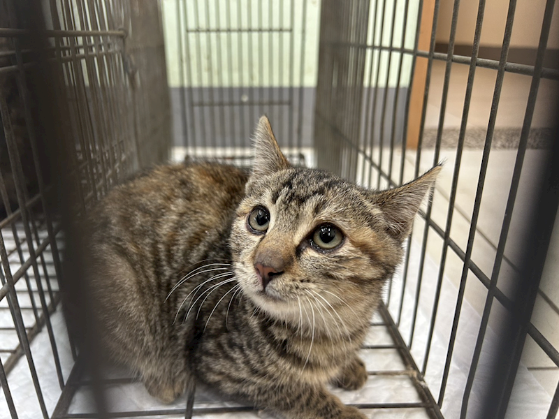 金門縣動物收容中心,編號:437861, 混種貓                 