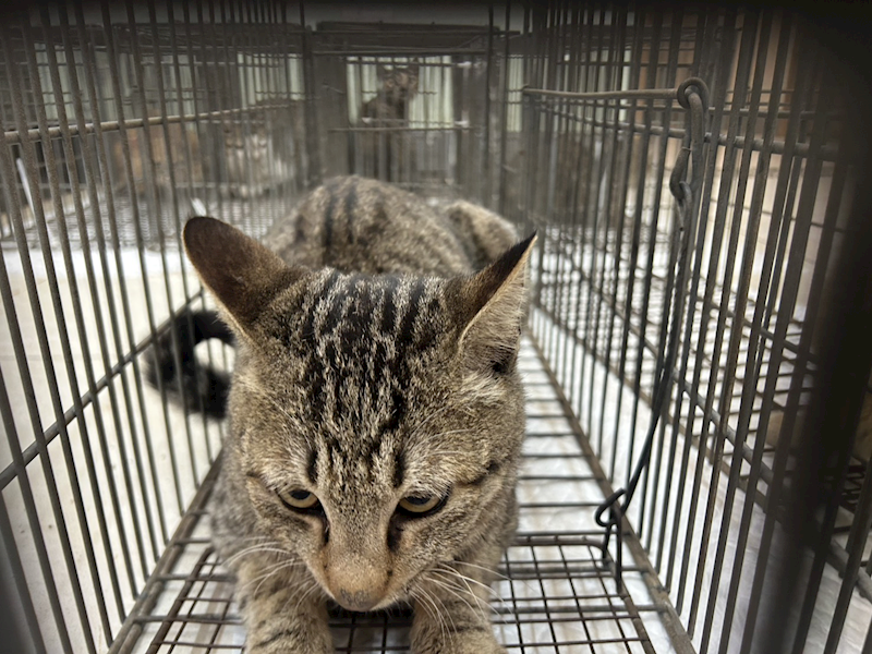 金門縣動物收容中心,編號:437859, 混種貓                 