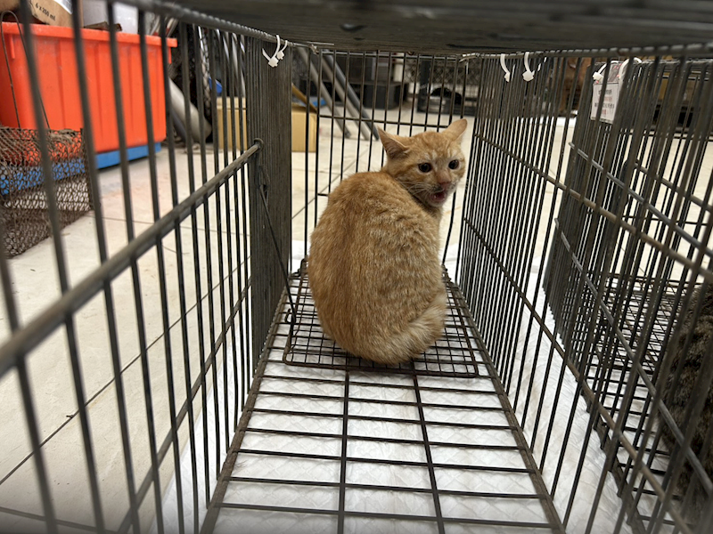 金門縣動物收容中心,編號:437858, 混種貓                 