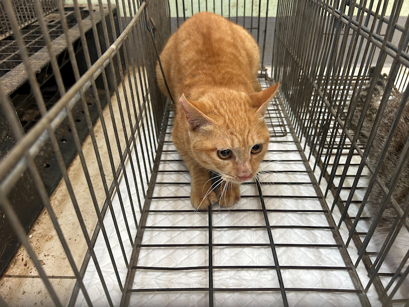 金門縣動物收容中心,編號:437857, 混種貓                 
