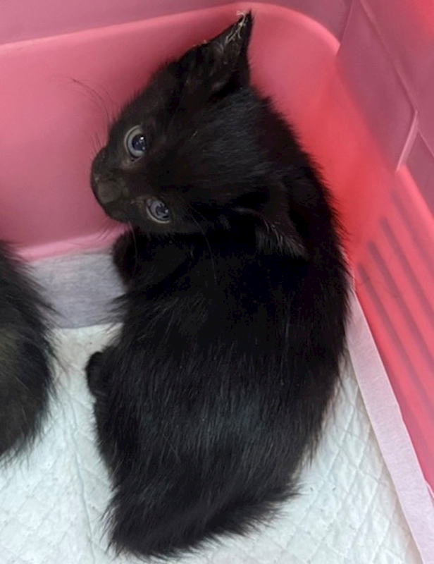 嘉義市動物保護教育園區,編號:428915, 混種貓                 