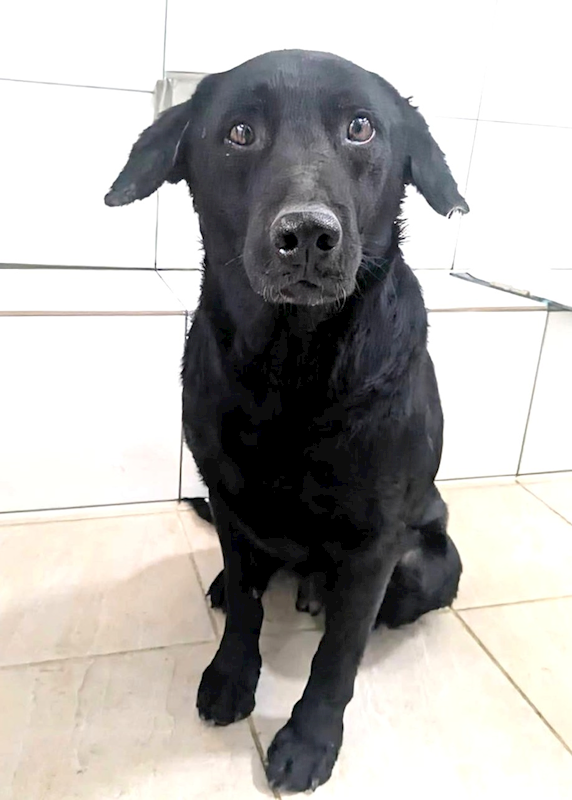 新竹縣動物保護教育園區,編號:437899, 混種犬          