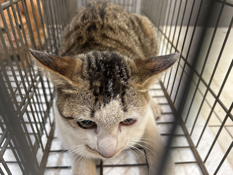 金門縣動物收容中心,編號:437856, 混種貓                 