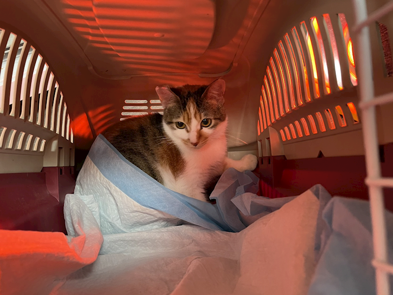 新北市板橋區公立動物之家,編號:437887, 混種貓                 