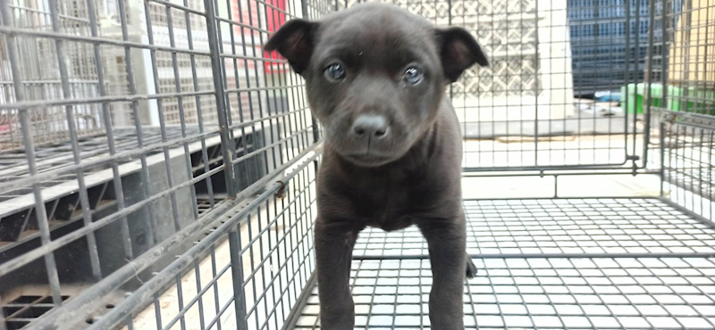 金門縣動物收容中心,編號:437855, 混種犬          