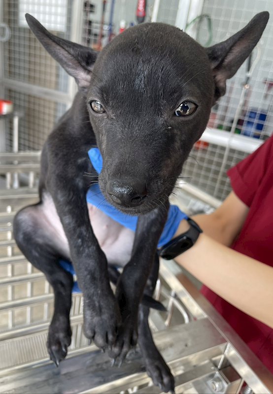 花蓮縣狗貓躍動園區,編號:429893, 混種犬          