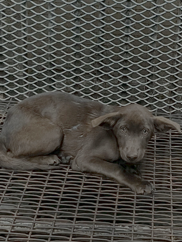 彰化縣流浪狗中途之家,編號:437845, 混種犬          