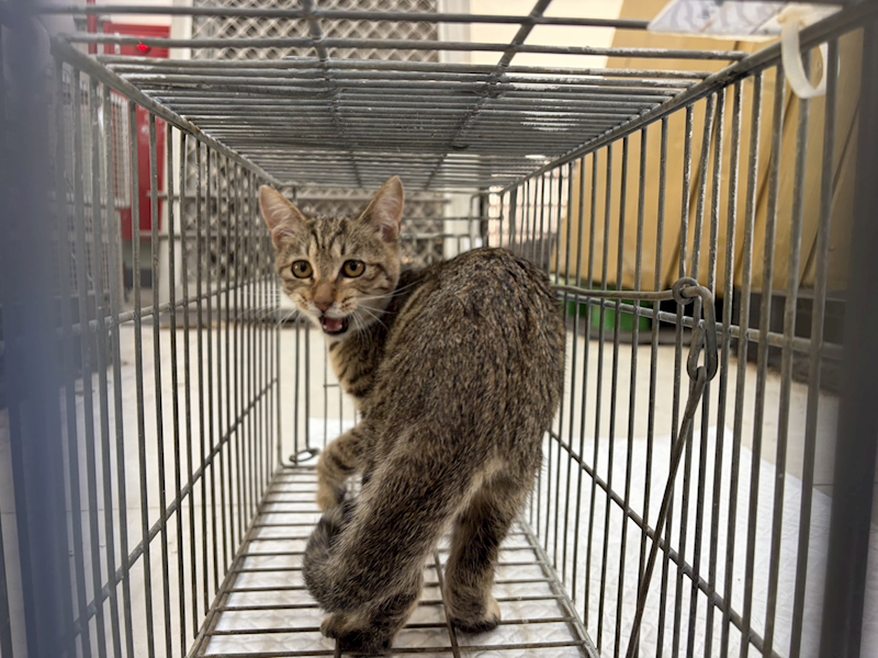 金門縣動物收容中心,編號:437844, 混種貓                 