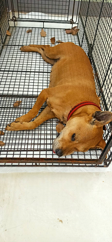 金門縣動物收容中心,編號:437843, 混種犬          