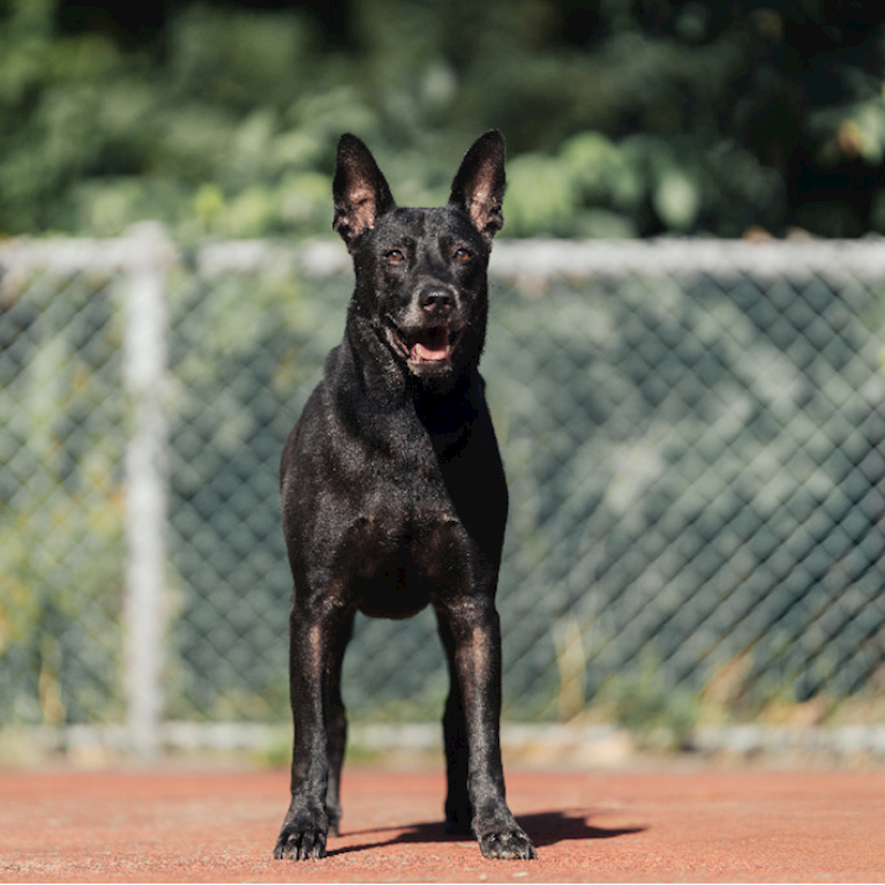 新北市板橋區公立動物之家,編號:305689, 混種犬          