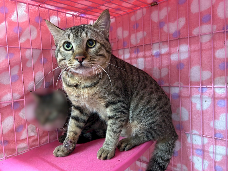 臺北市動物之家,編號:386283, 混種貓                 