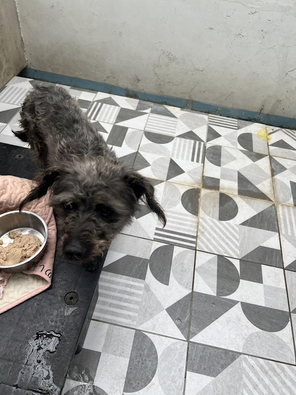 苗栗縣動物保護教育園區,編號:435216, 混種犬          