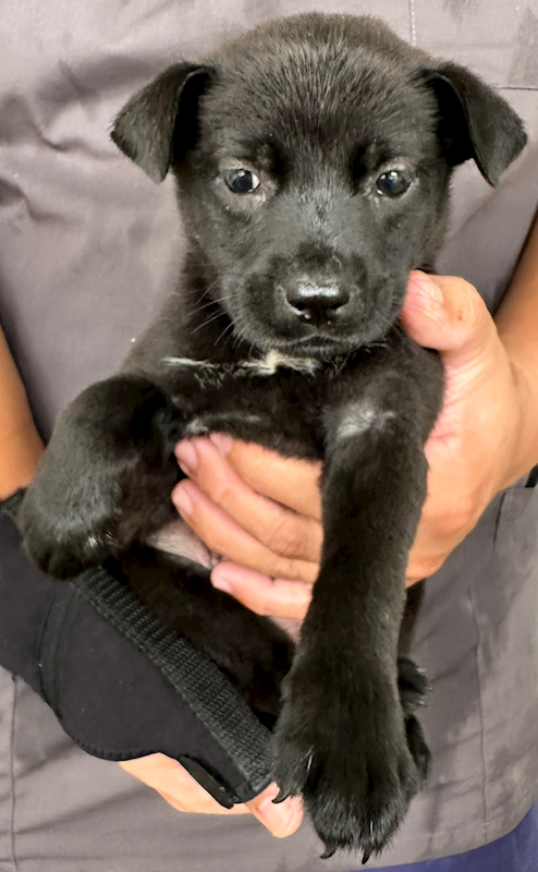 花蓮縣狗貓躍動園區,編號:407567, 混種犬          