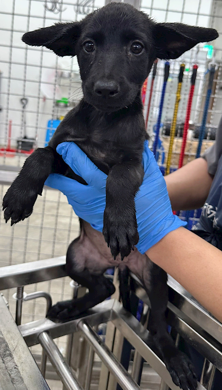 花蓮縣狗貓躍動園區,編號:413708, 混種犬          