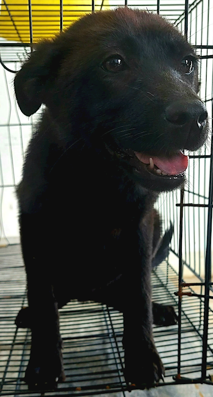 花蓮縣狗貓躍動園區,編號:407166, 混種犬          