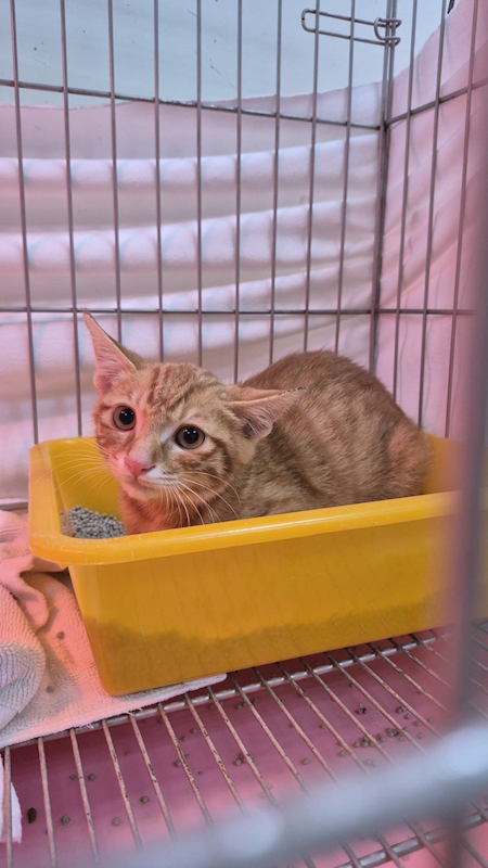 新北市八里區公立動物之家,編號:437789, 混種貓                 