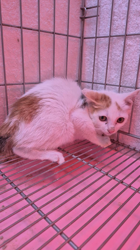 新北市八里區公立動物之家,編號:437792, 混種貓                 